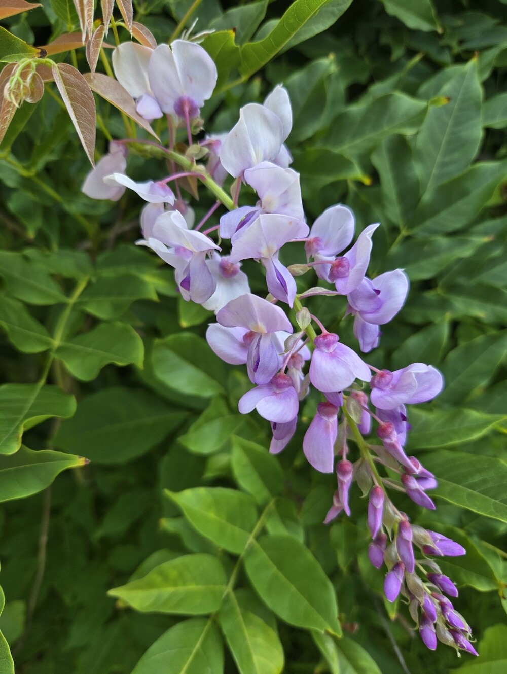 Purple Wisteria Seeds Or Pods